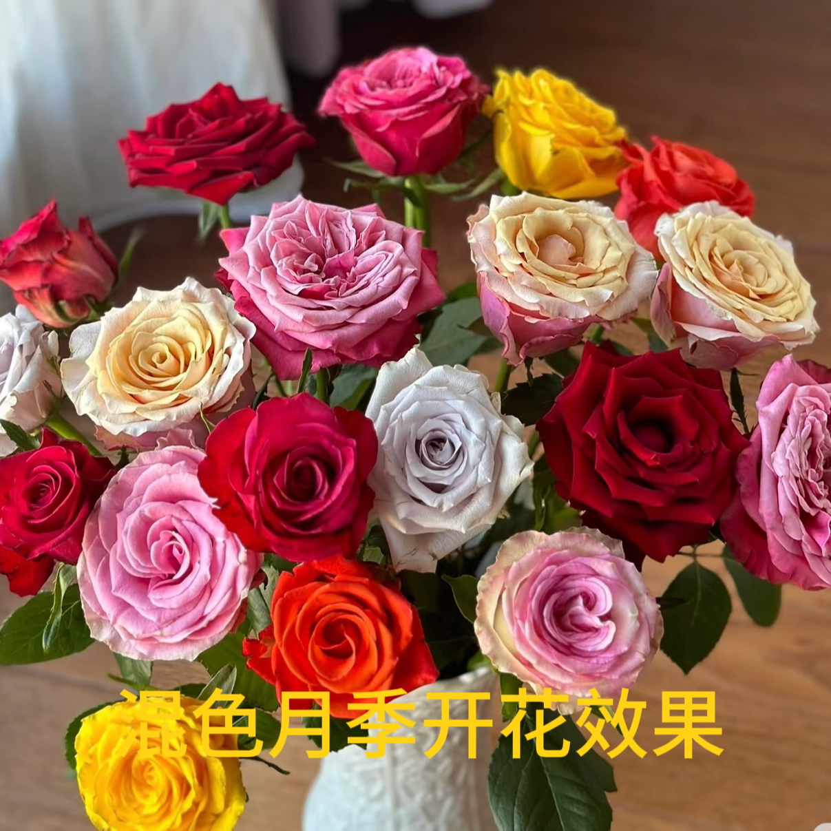 【红丝绒+多色】1加仑多季节开花盆栽地载阳台庭院精品月季花