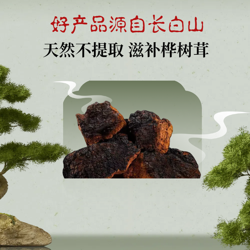 长白山高品质桦树茸滋补养生