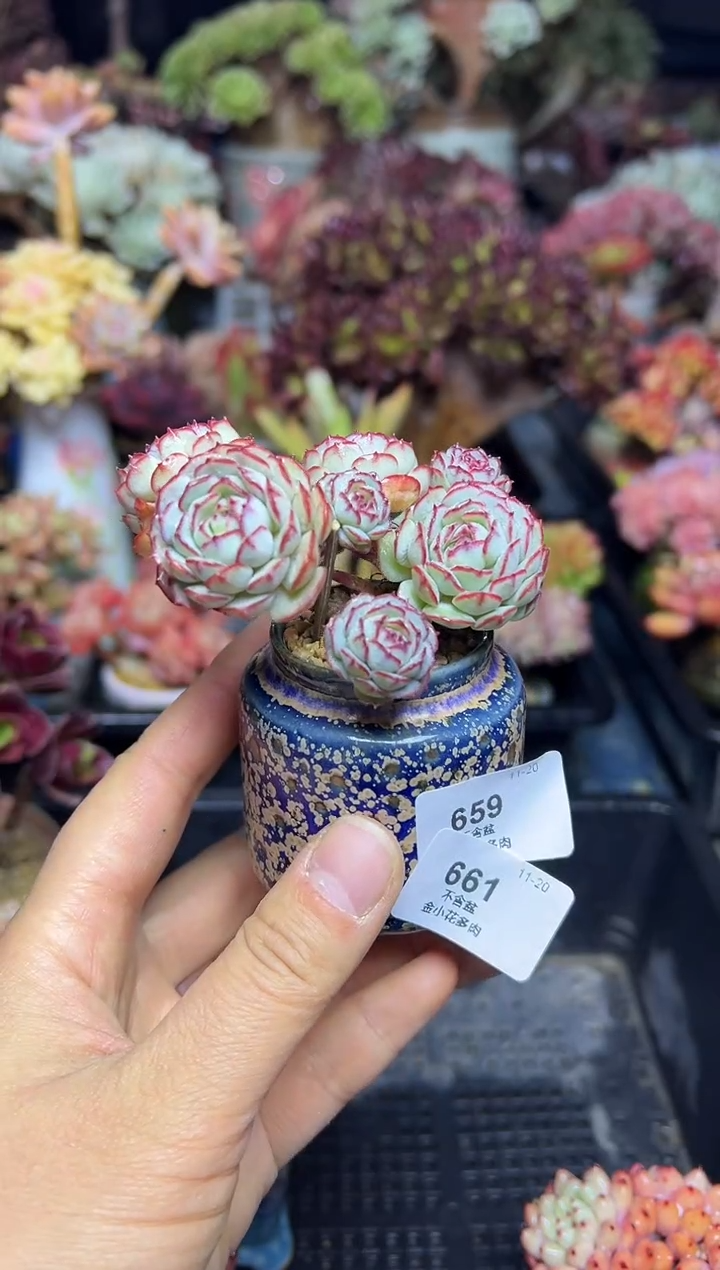 大****8661                     花盆