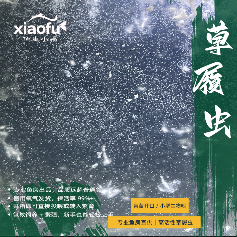 草履虫洄水观赏鱼育苗饲料观赏鱼生物饲料鱼苗开口鱼粮
