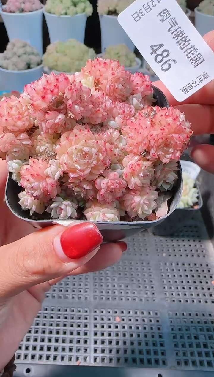 1203-486多肉群生不包整