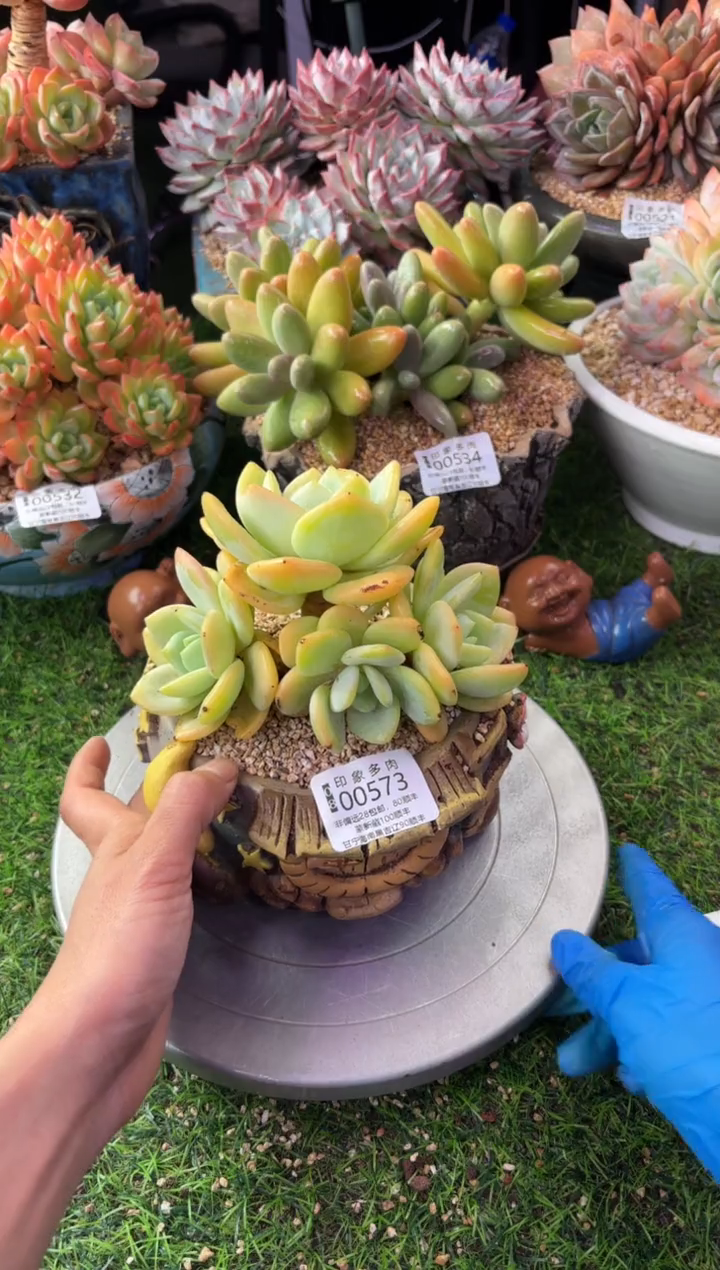 昆明印象多肉00573
