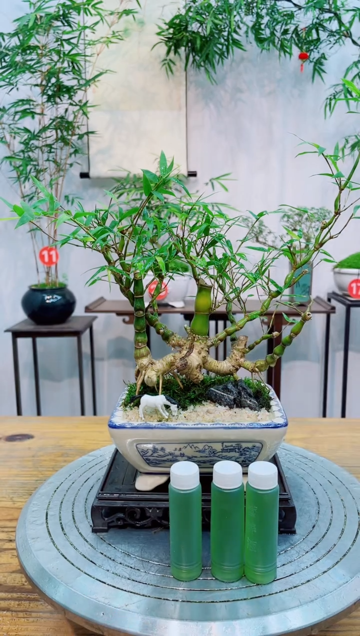 【闪购商品】竹子盆景竹子盆景