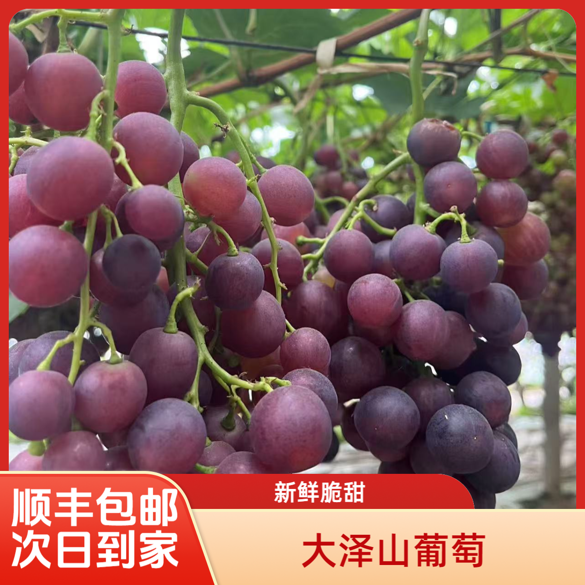 【山东大泽山】玫瑰香葡萄当季新鲜现摘现发顺丰次日达整箱9分甜1分酸山东省