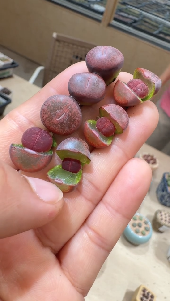 12-16多肉植物肉锥酱爆酒红一颗