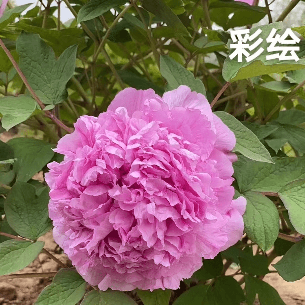 【彩绘】正宗洛阳重瓣牡丹花苗北方耐寒盆栽地栽室内庭院花卉牡丹苗