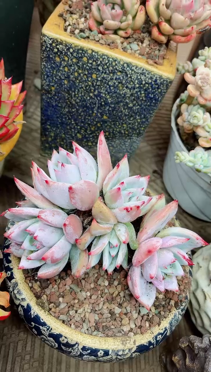 【闪购商品】07023