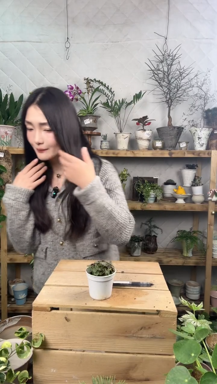 无花朵847姬虎耳草育苗盆