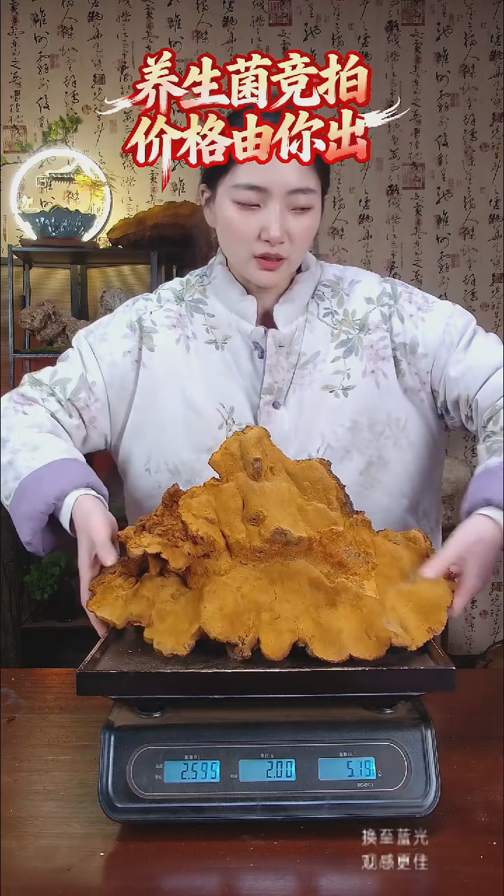 松针层孔菌中国大陆【藏区野生】松树桑黄（5.09斤）60-70年份