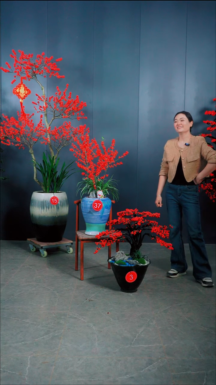 无花朵舟****司北美冬青.03号