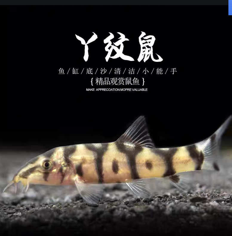 小型热带观赏鱼 Y字鼠 底层清洁鱼