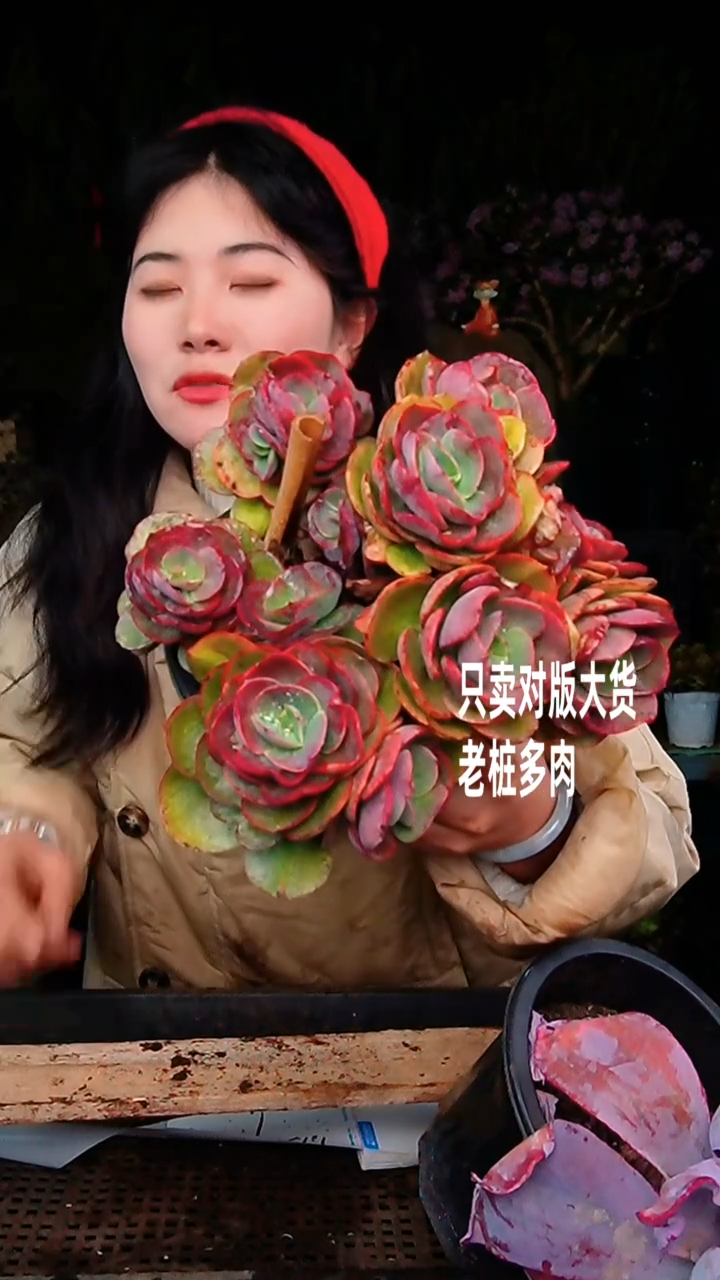 【闪购商品】秀妍1号