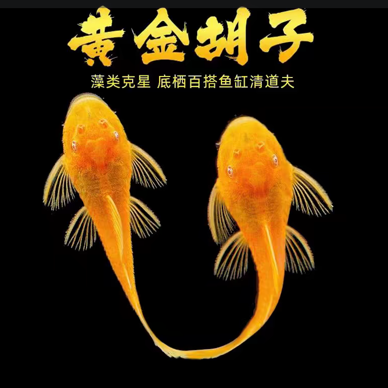 【老吴精选好物】清缸黄金胡子2厘米左右（三单发货）