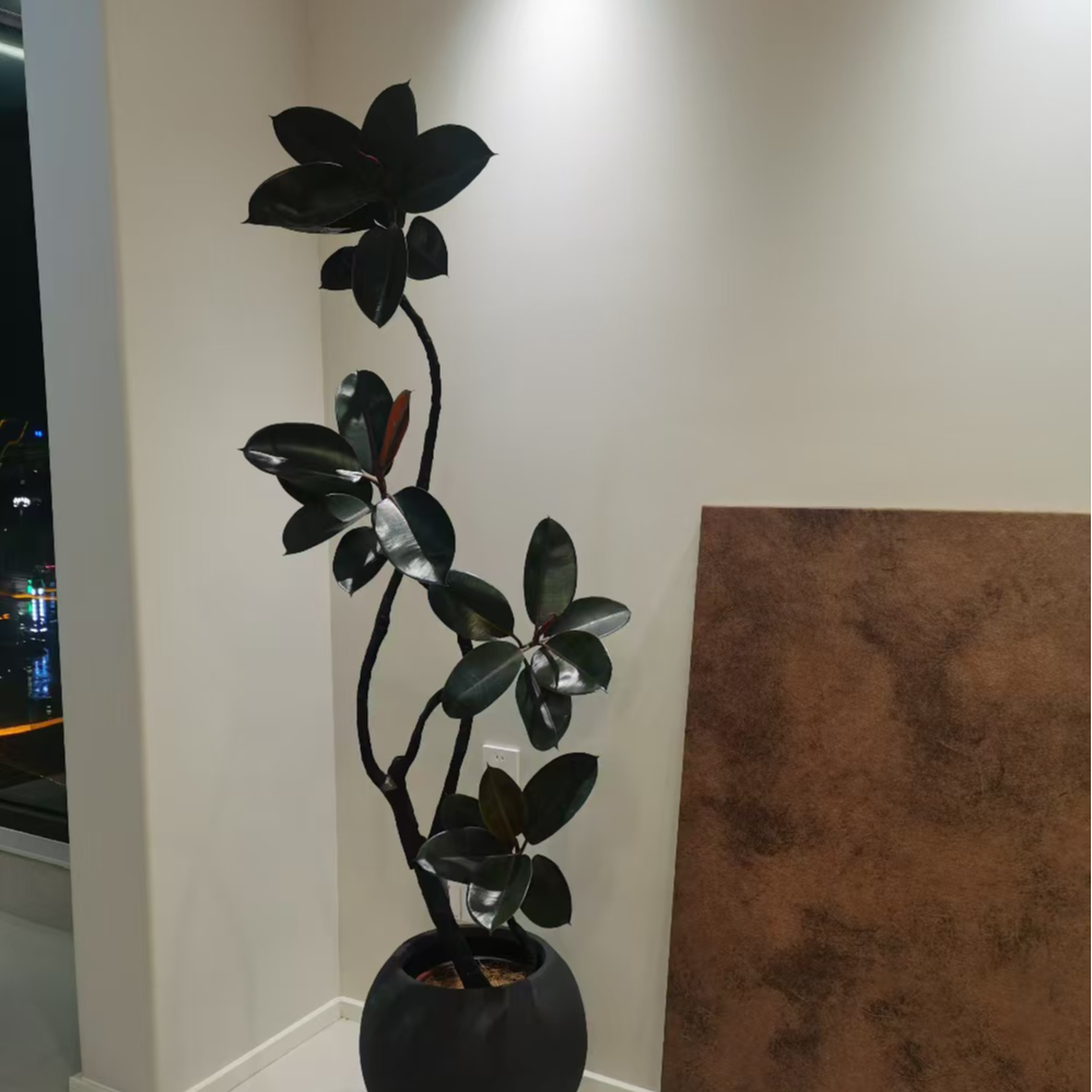 黑金刚橡皮树大型网红室内盆栽好养活