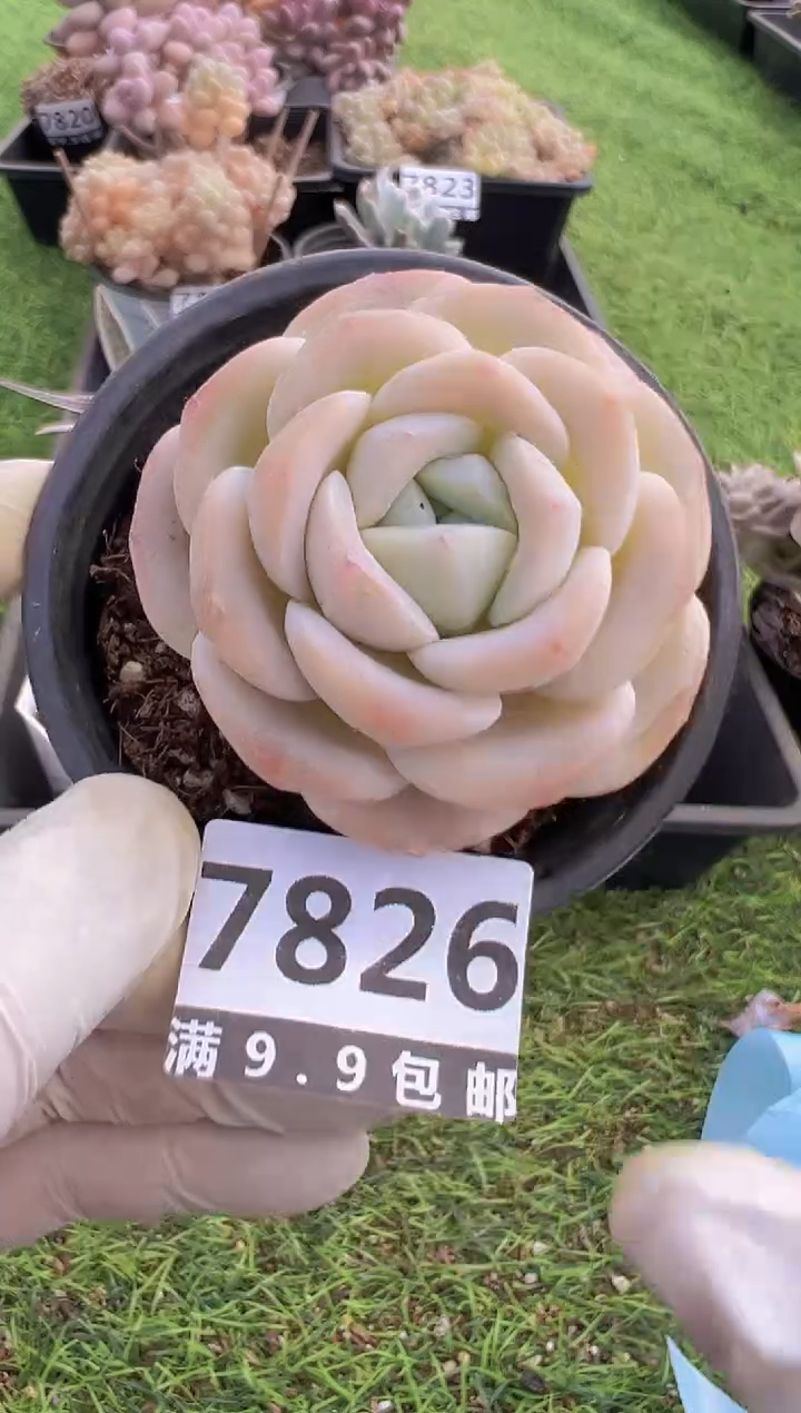 【闪购商品】信福多肉一物一拍