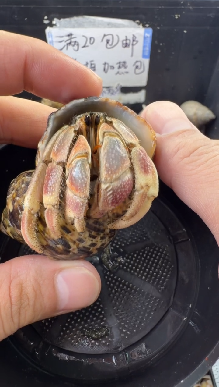 2.8口彩灰一只，不包全品