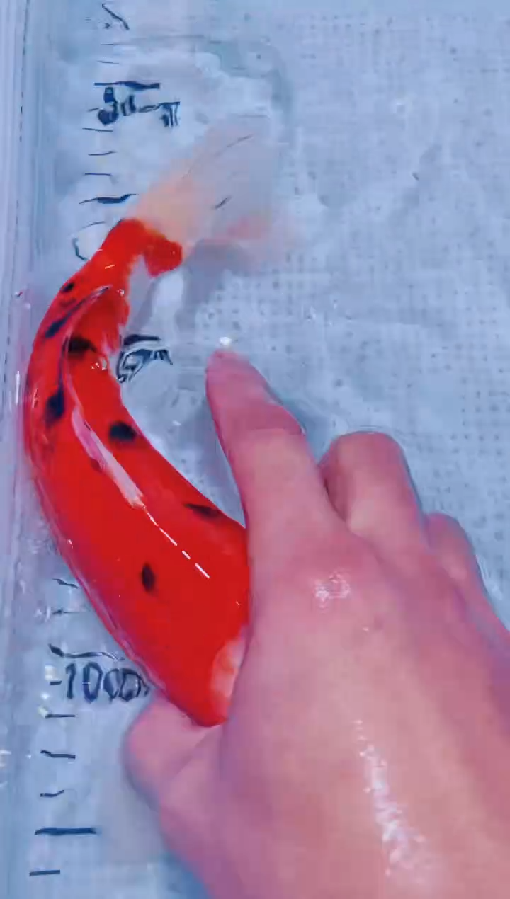 锦鲤血统锦鲤全场包邮59