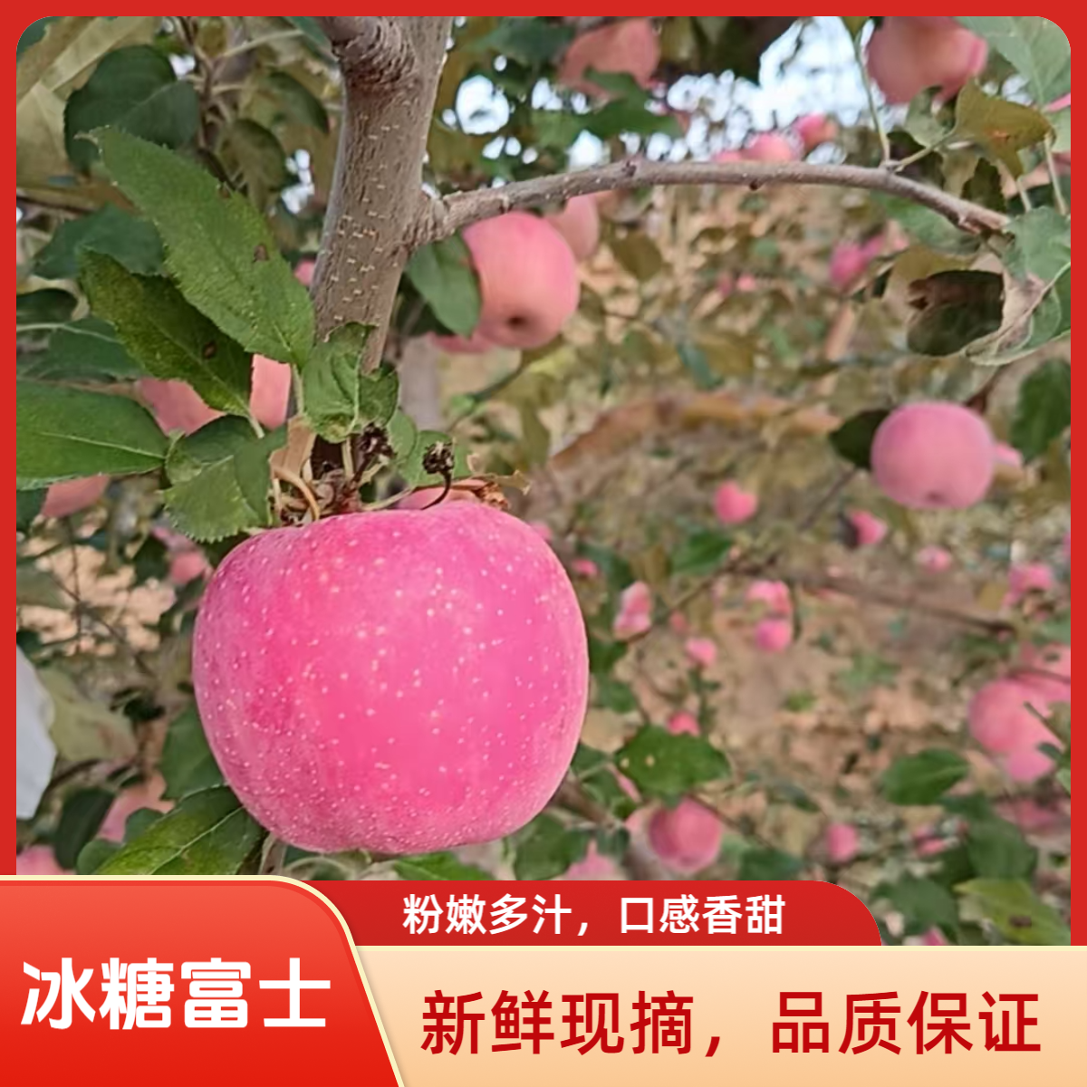 产地直发新鲜红富士苹果当季脆甜多汁水果