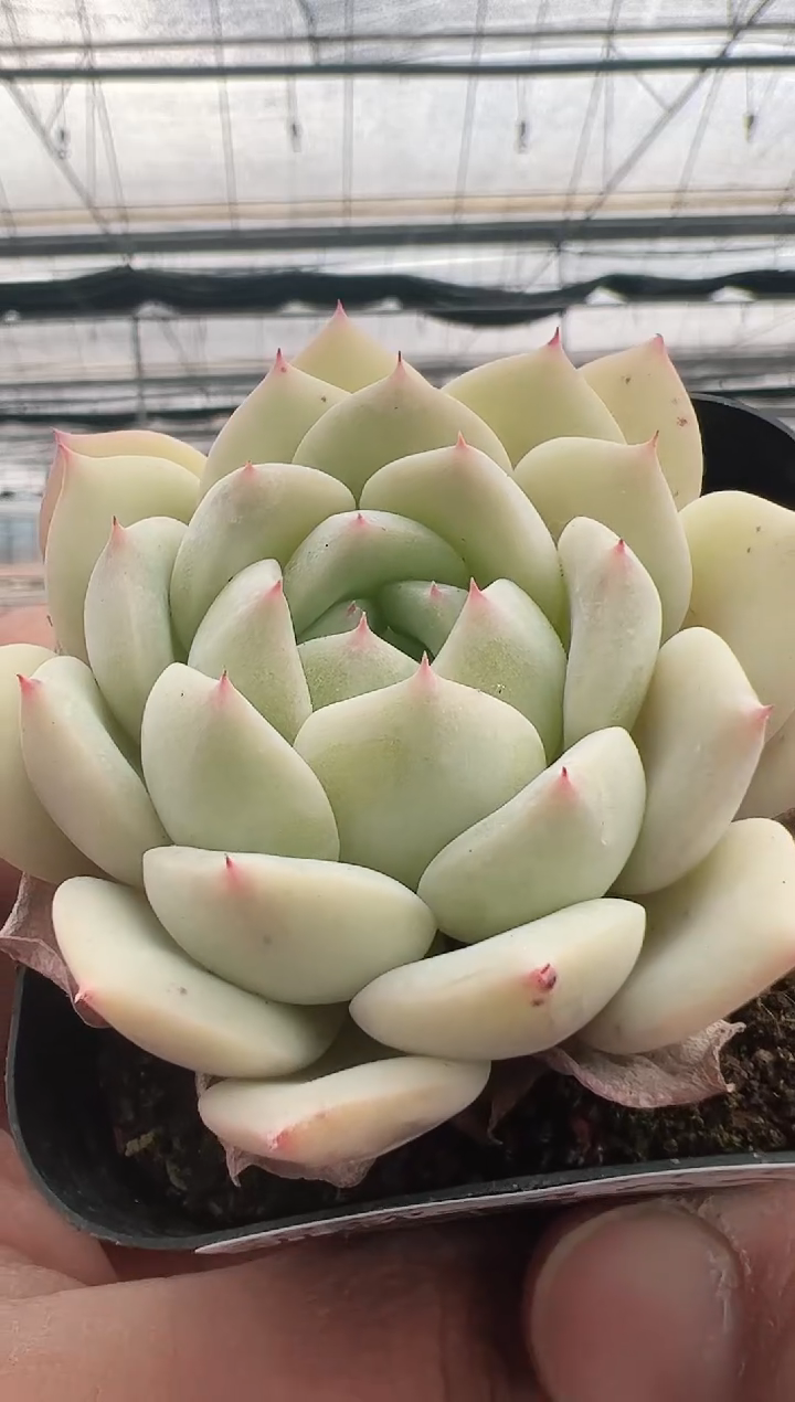 【闪购商品】新款多肉-103