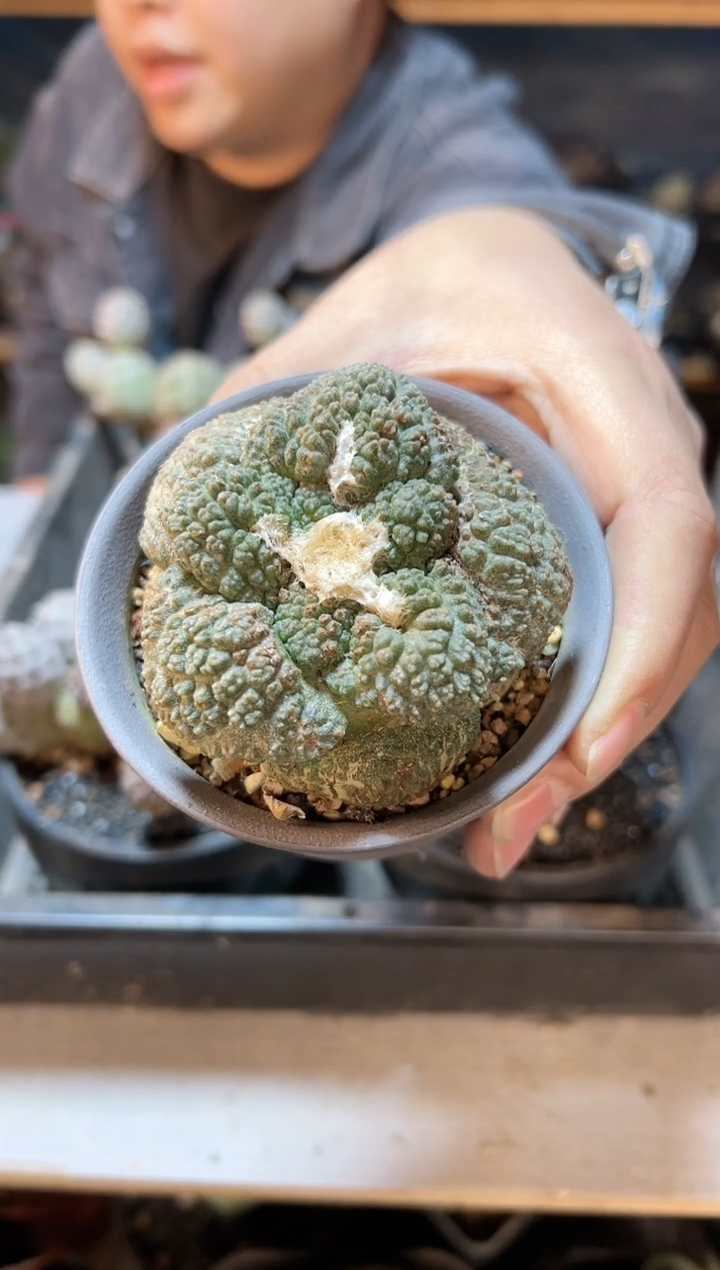 【闪购商品】6号自根哥斯拉龟甲牡丹7公分老皮