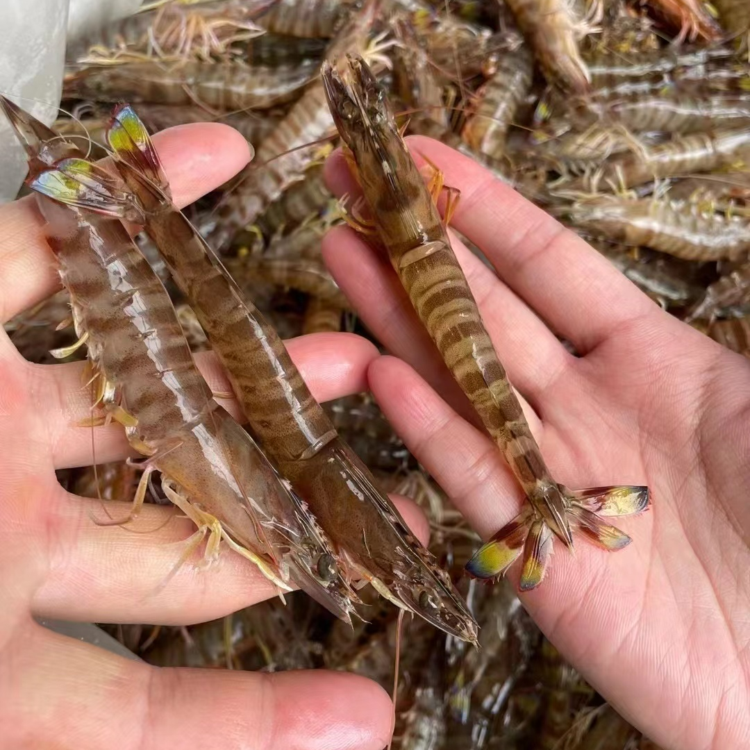 海捕基围虾/竹节虾/花虾（每斤50~60只）2斤共2盒  鲜虾速冻发顺丰
