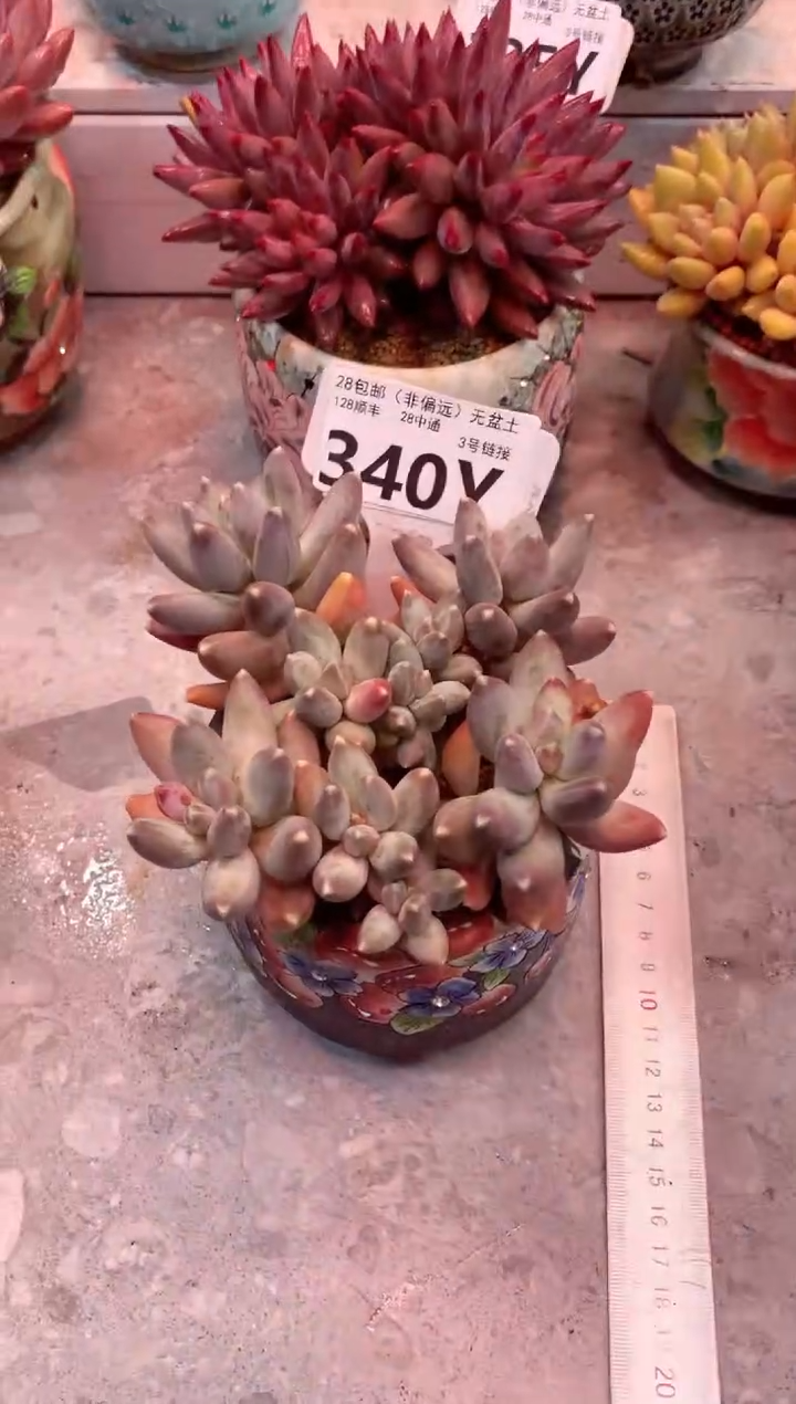340Y（一物一拍，精品多肉，w所见即所得 ）