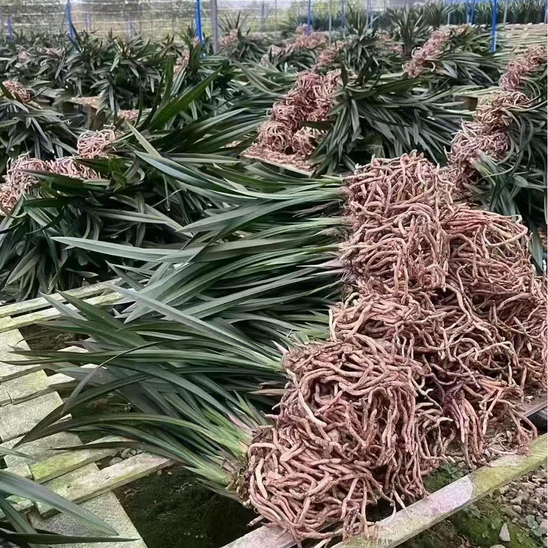 精品高端兰花【红宝石裸苗3-5苗】绿植花卉室内外好养四季开花香