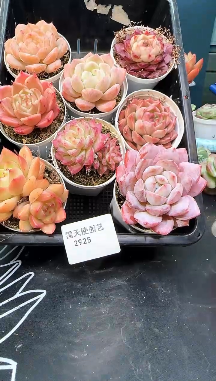 2 925  多肉8   颗