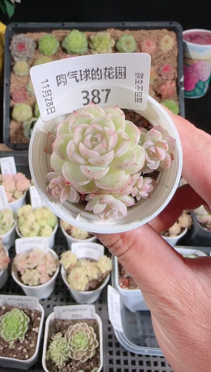 多肉1128-387m1-460-2群生不包整