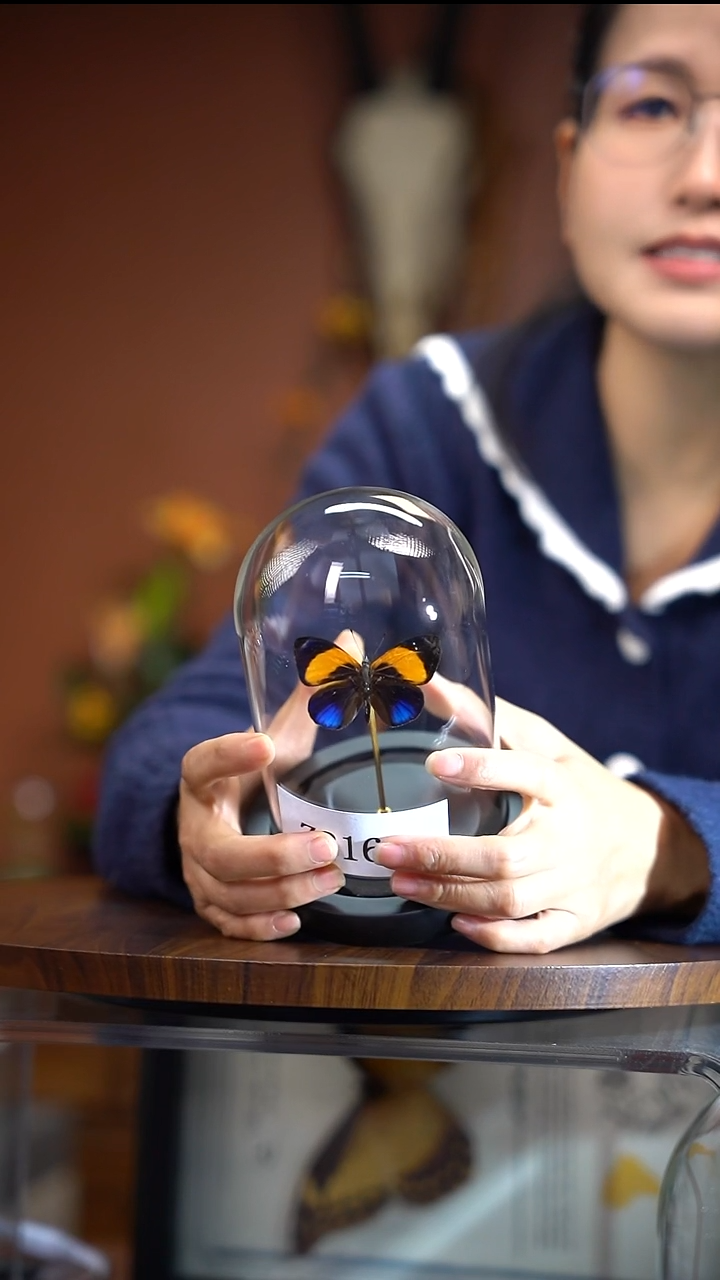 Z216   基黄星玻璃罩款  拍下不退不换