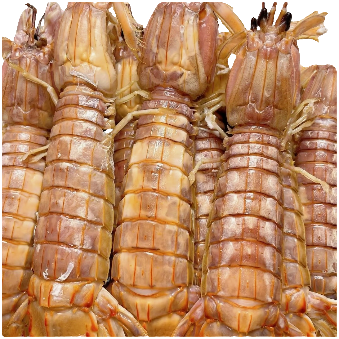 大子皮皮虾2斤装【买2斤送半斤小子】