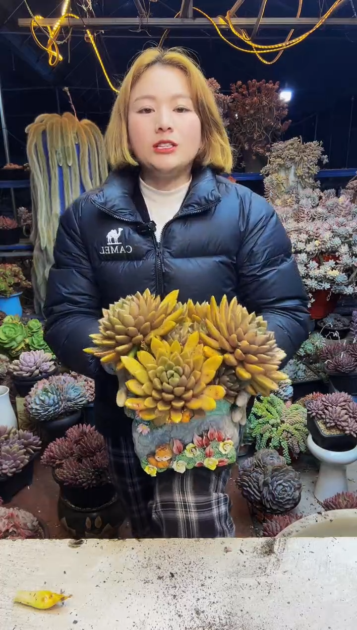 大象牙老桩脱土包邮