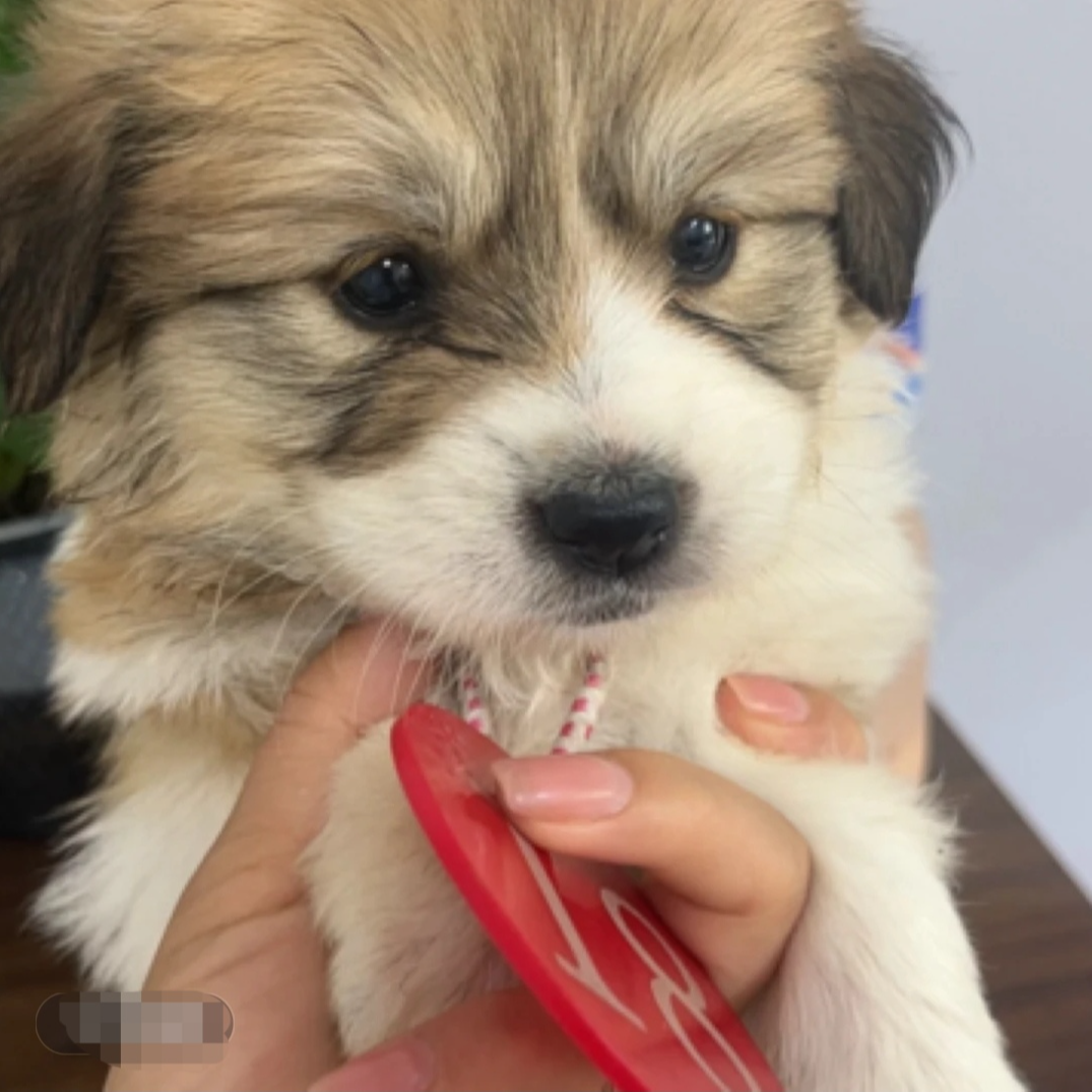 中华田园犬混血小型犬狗狗活体，以直播间实物为准