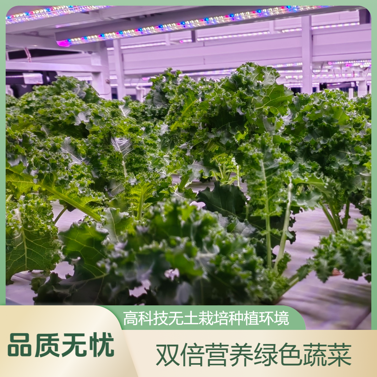 上农智田 无土栽培新鲜羽衣甘蓝绿色蔬菜甘蓝