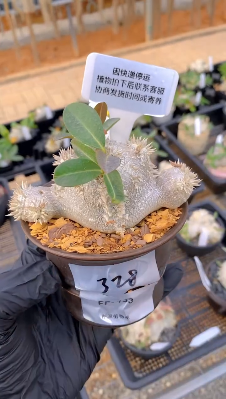 【闪购商品】惠比须笑FF-133