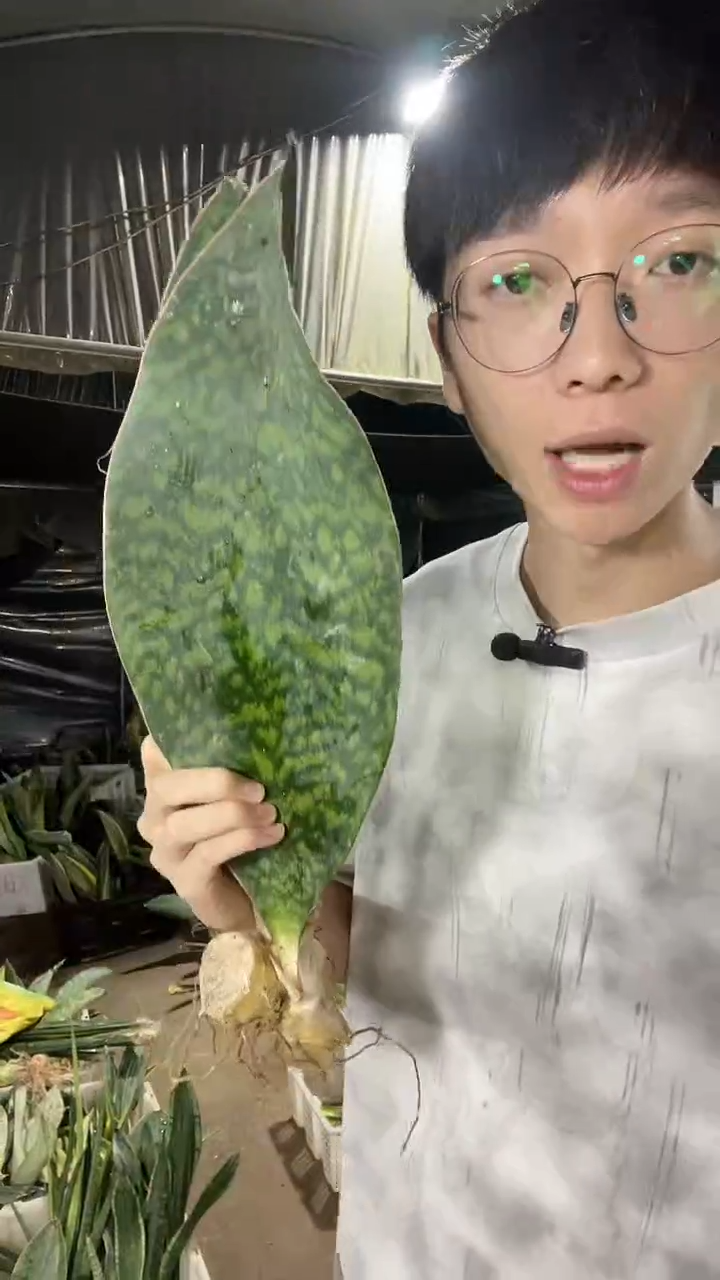 翡翠宝镜单叶裸根2棵19.9