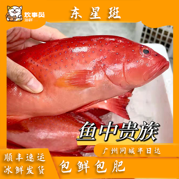 两斤东星斑泰星斑鱼 3-6条 海捕船冻 包鲜包肥新风港发货 1kg