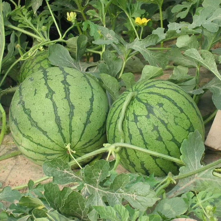 正宗山东2k小西瓜皮薄肉厚薄皮脆甜多汁现摘现发新鲜水果特产