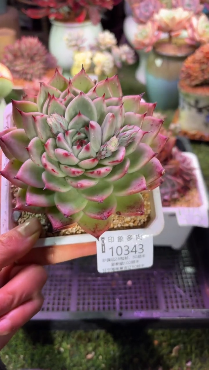 【闪购商品】10343