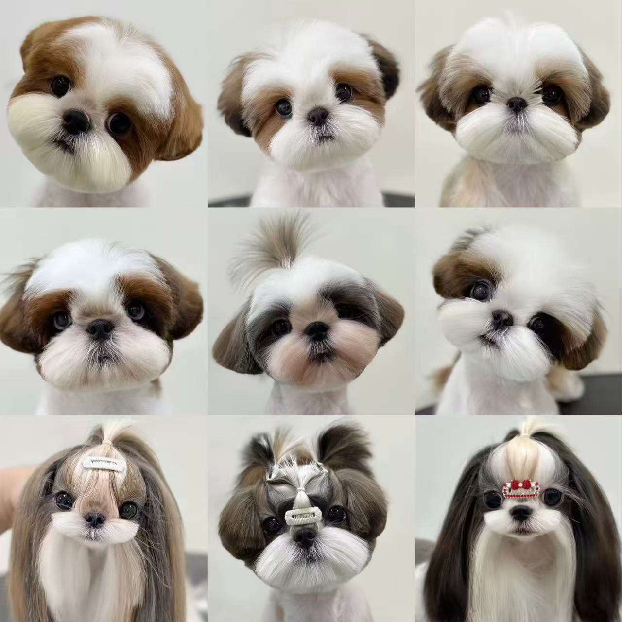 【直播间一物一拍】西施马尔济斯甜美萌宠活体小狗可爱惊艳动人