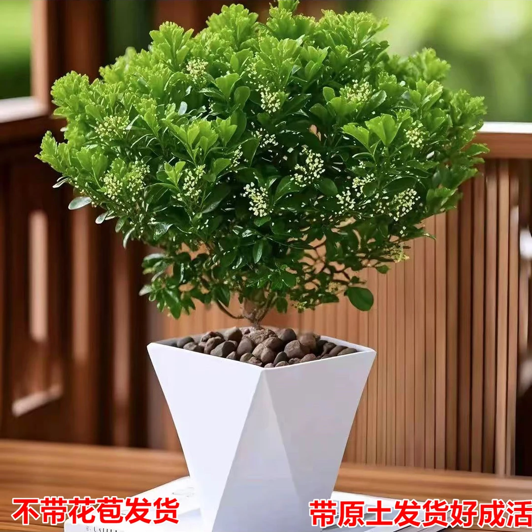【送白色菱形盆】香水米兰开花飘香香味观赏米兰四季长青阳台植物
