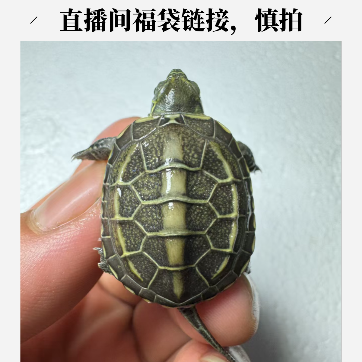 【非直播期间拍下无效】乌龟福袋补差价链接，慎拍！