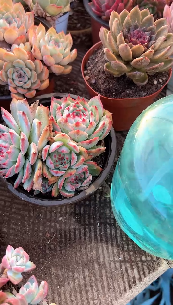 喵***代多肉植物一物一拍30296