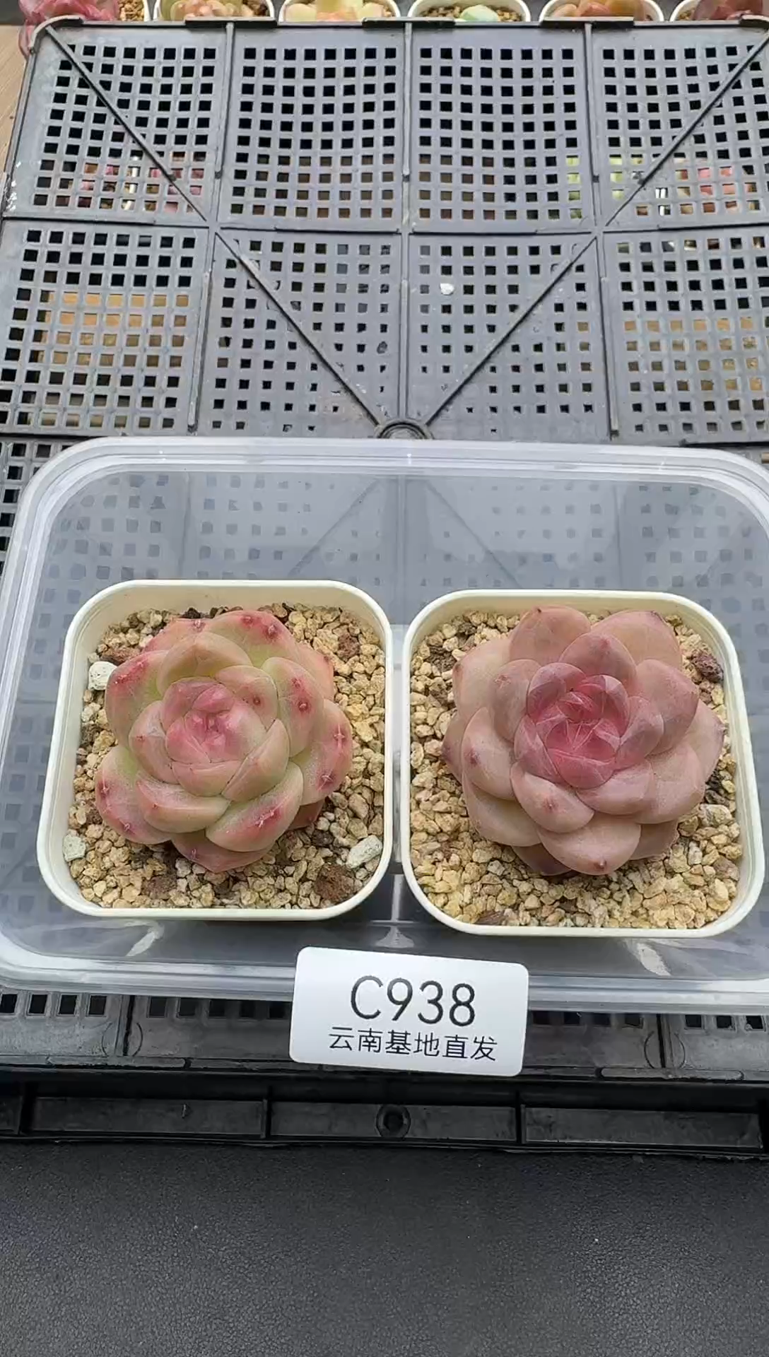 珍妮杂交多肉C938