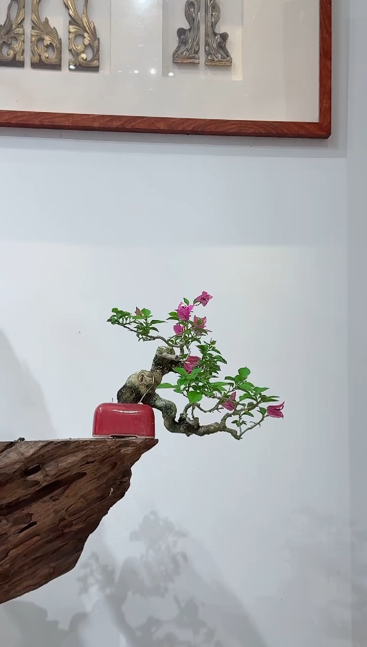 完全开放红*小叶紫三角梅