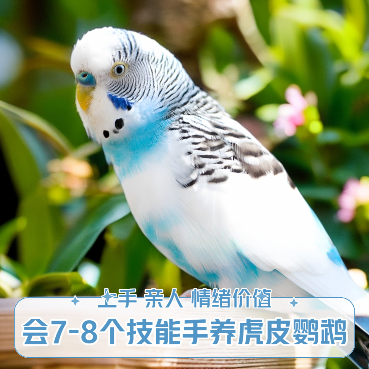 会7-8个技能的手养驯化虎皮鹦鹉！特殊色 亲人上手  【一物一拍】