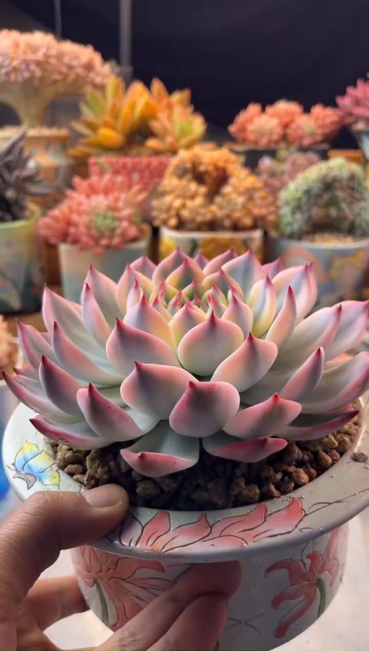 A****12.12-32吉娃娃锦111111111