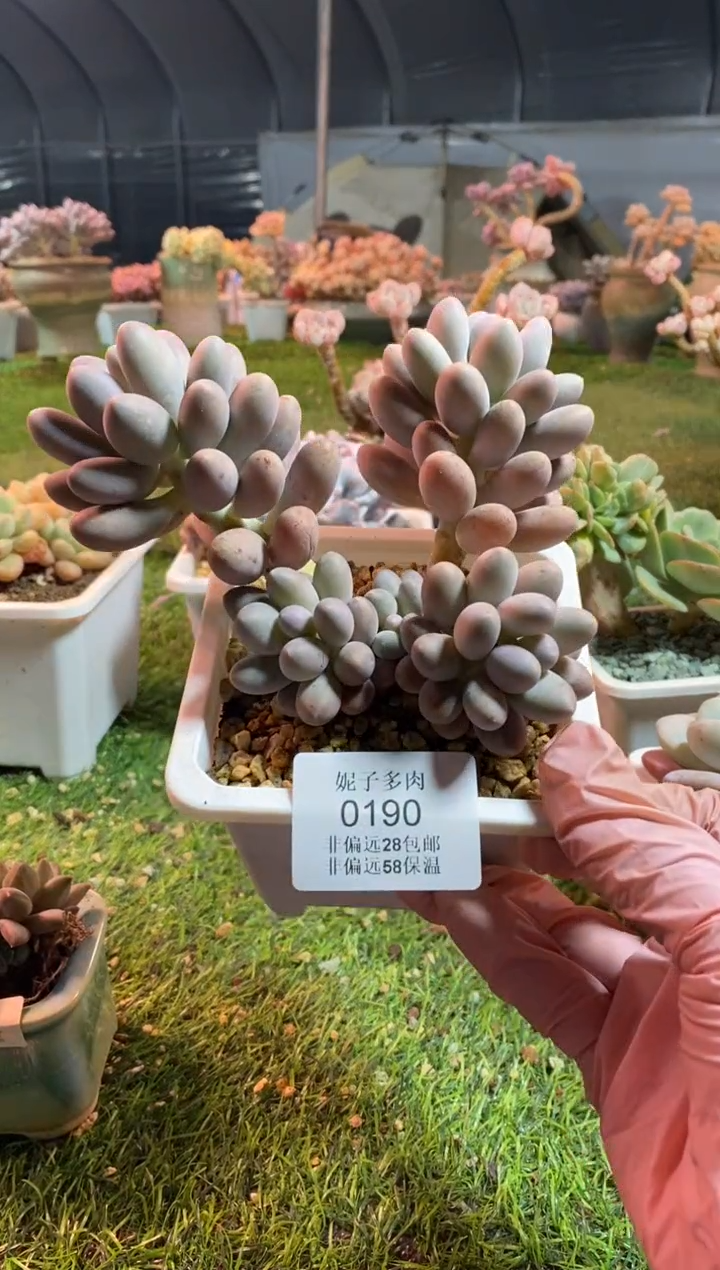 【闪购商品】0190a