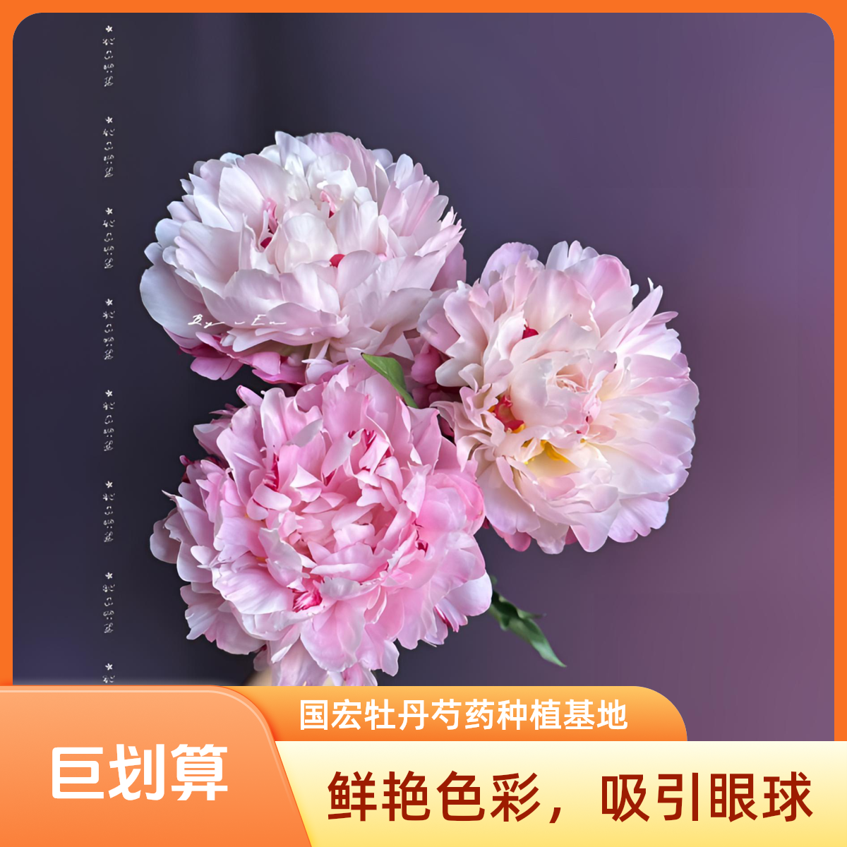 菏泽国宏牡丹芍药裸根发货粉凌红珠