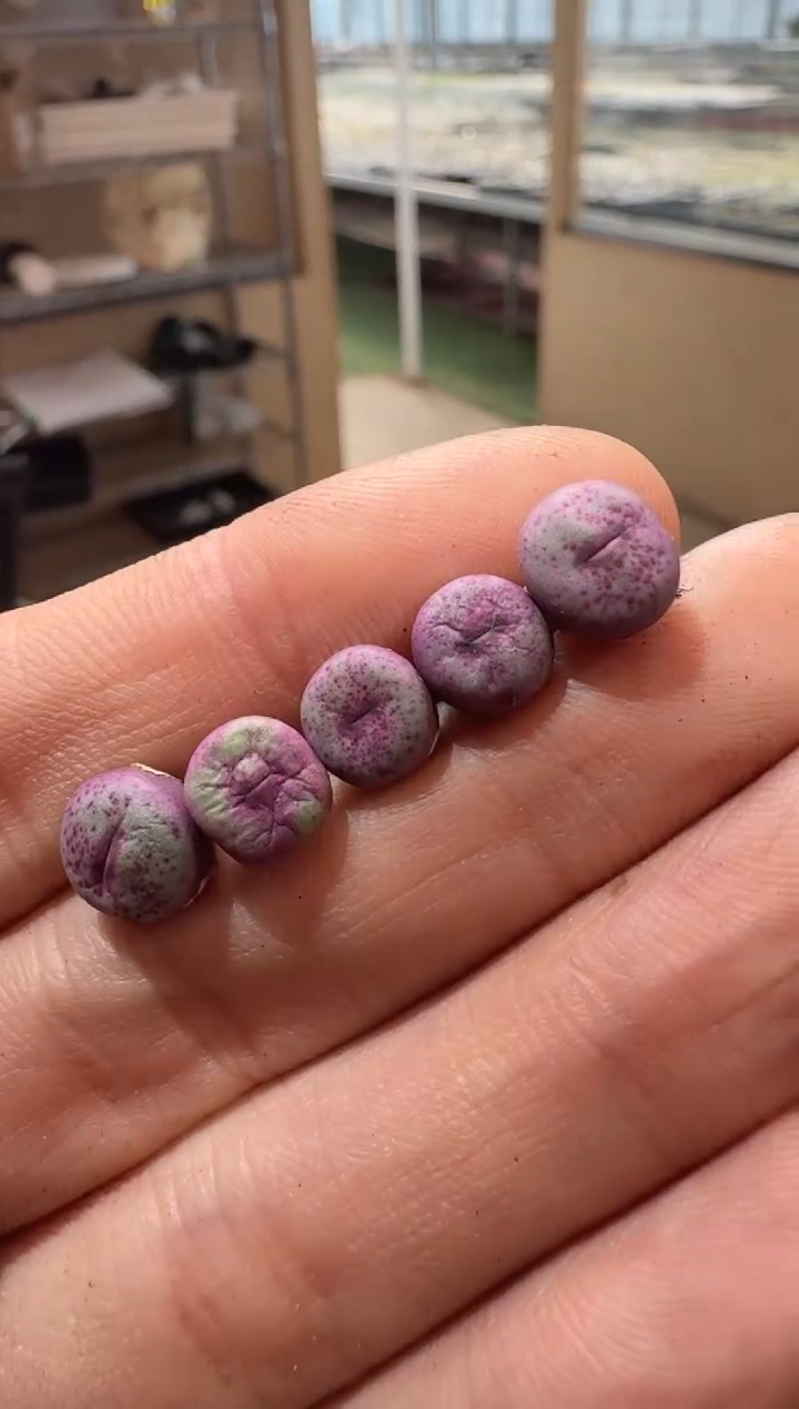 332多肉植物肉锥SSG0094一颗